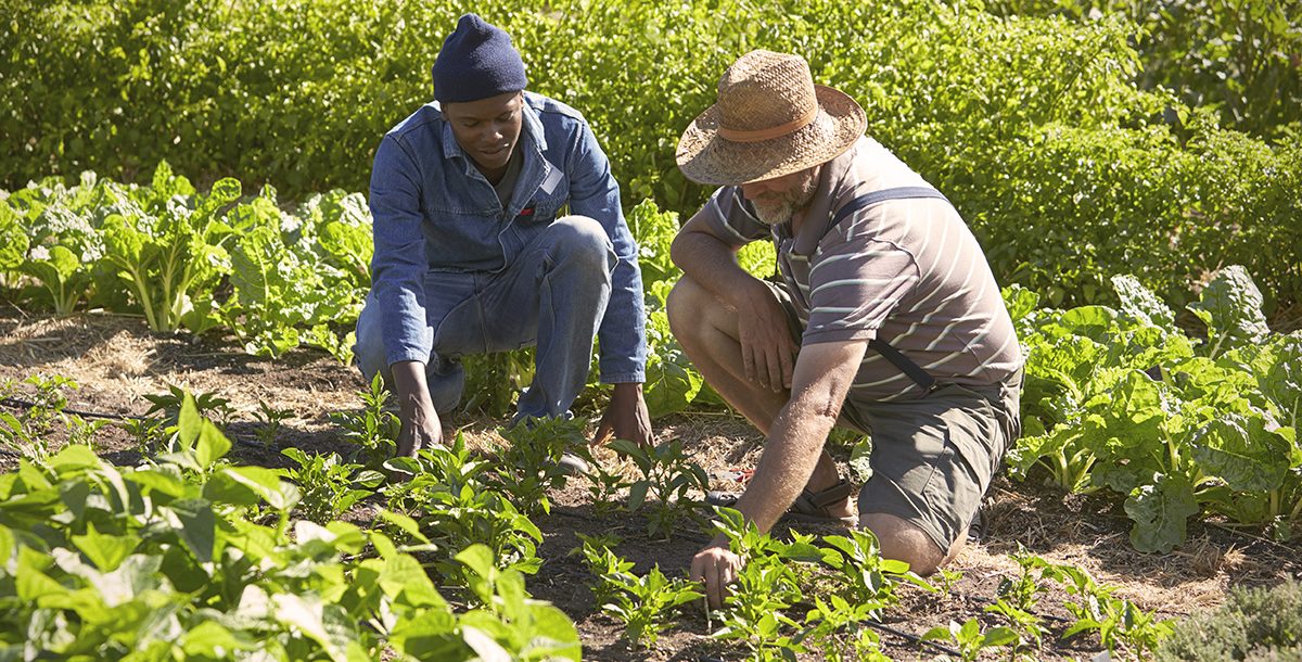 two men planting in a garden _ best crops to grow in ohio and kentucky