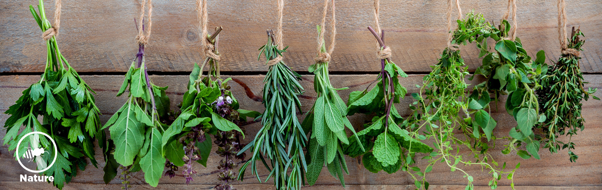herbs hanging from string _ natural herbs and their benefits