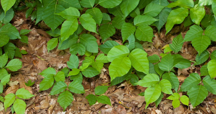 Poison ivy or other poisonous plants on the forest floor