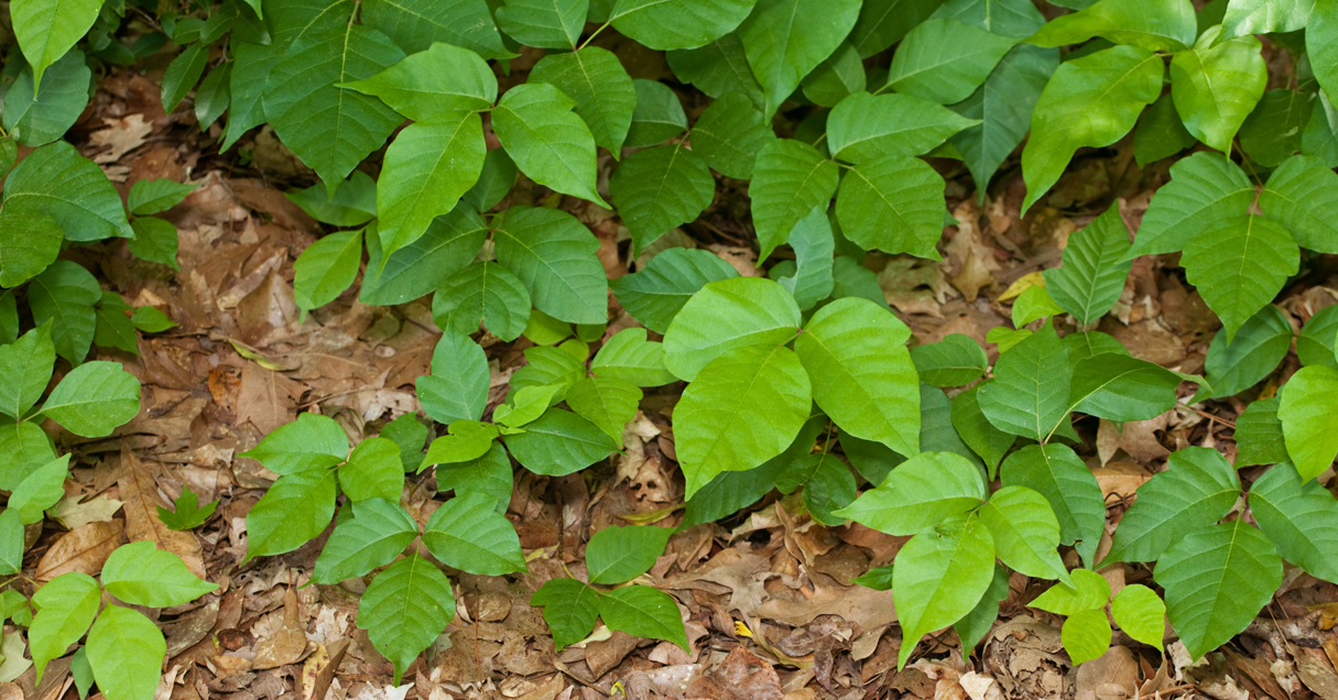 Poisonous Plants to Avoid in the Garden | Mercy Health Blog