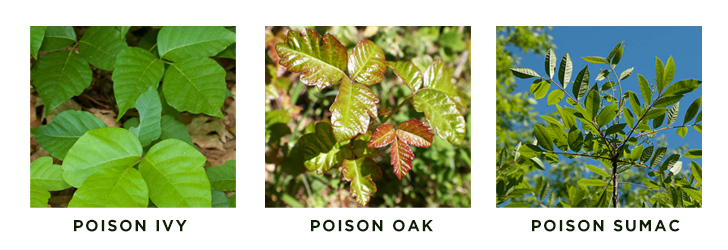 Poisonous Plants to Avoid in the Garden | Mercy Health Blog