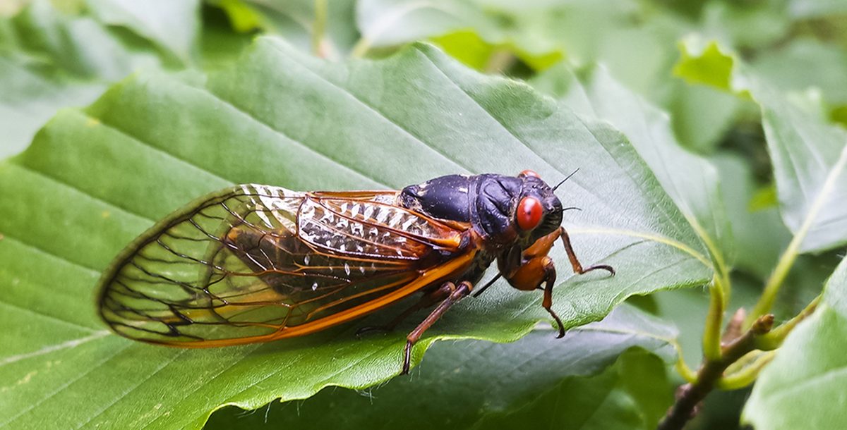 A cicada